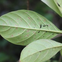 Timonius flavescens (Jacq.) Baker